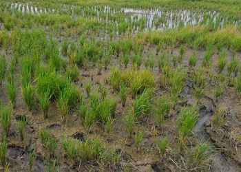 Kondisi sawah milik petani di Desa Bunuyo, Kecamatan Paguat, Kabupaten Pohuwato tertutup lumpur.(yusuf/gopos)