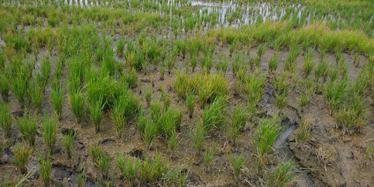 Kondisi sawah milik petani di Desa Bunuyo, Kecamatan Paguat, Kabupaten Pohuwato tertutup lumpur.(yusuf/gopos)