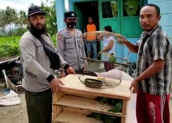 Pihak Balai Konservasi Sumber Alam (BKSDA) Sulawesi Utara (Sulut), Konservasi Wilayah II Gorontalo bersama Polsek Taluditi berhasil mengamankan 40 Ekor Burung Perkici Dora dan Betet. (Foto: Istimewa)