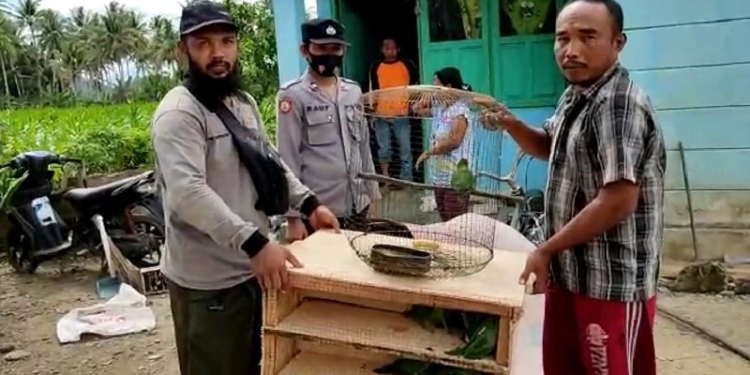 Pihak Balai Konservasi Sumber Alam (BKSDA) Sulawesi Utara (Sulut), Konservasi Wilayah II Gorontalo bersama Polsek Taluditi berhasil mengamankan 40 Ekor Burung Perkici Dora dan Betet. (Foto: Istimewa)