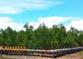 Kawasan Mangrove di wilayah Marisa, Pohuwato