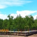 Kawasan Mangrove di wilayah Marisa, Pohuwato