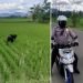 Cuplikan video dua remaja yang mengelabui agar tak ditilang dengan menggarap sawah. (istimewa)