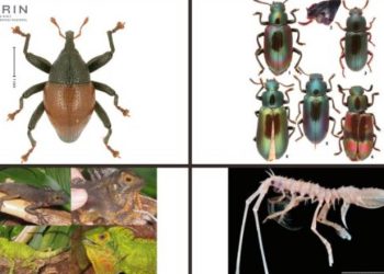 Spesies Baru