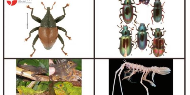 Spesies Baru