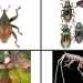 Spesies Baru