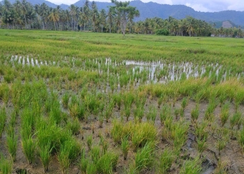 Salah satu lahan sawah yang tercemar limbah tambang emas Dengilo, yang berada di Desa Bunuyo, Kecamatan Paguat, Senin (24/01/2022). (Yusuf/Gopos)