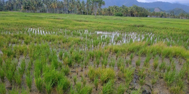 Salah satu lahan sawah yang tercemar limbah tambang emas Dengilo, yang berada di Desa Bunuyo, Kecamatan Paguat, Senin (24/01/2022). (Yusuf/Gopos)