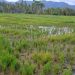 Salah satu lahan sawah yang tercemar limbah tambang emas Dengilo, yang berada di Desa Bunuyo, Kecamatan Paguat, Senin (24/01/2022). (Yusuf/Gopos)