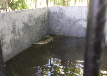 Seekor buaya betina dengan panjang kurang lebih 1,5 meter saat diamankan di tempat penangkaran buaya di kantor Konservasi Wilayah II Gorontalo, Balai Konservasi Sumber Daya Alam (BKSDA) Sulawesi Utara. (Foto: Putra/Gopos)