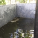 Seekor buaya betina dengan panjang kurang lebih 1,5 meter saat diamankan di tempat penangkaran buaya di kantor Konservasi Wilayah II Gorontalo, Balai Konservasi Sumber Daya Alam (BKSDA) Sulawesi Utara. (Foto: Putra/Gopos)
