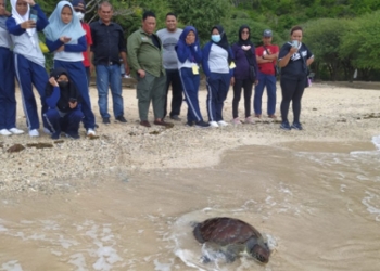 Pihak Balai KSDA Sulawesi Utara melalui Seksi Konservasi Wilayah II Gorontalo langsung melakukan pelepasliaran penyu hijau tersebut di habitat aslinya, disekitar Pantai Kurenai, Desa Botubarani, Kecamatan Kabila Bone, Kabupaten Bone Bolango. (Foto: Istimewa)