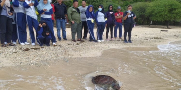 Pihak Balai KSDA Sulawesi Utara melalui Seksi Konservasi Wilayah II Gorontalo langsung melakukan pelepasliaran penyu hijau tersebut di habitat aslinya, disekitar Pantai Kurenai, Desa Botubarani, Kecamatan Kabila Bone, Kabupaten Bone Bolango. (Foto: Istimewa)