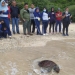 Pihak Balai KSDA Sulawesi Utara melalui Seksi Konservasi Wilayah II Gorontalo langsung melakukan pelepasliaran penyu hijau tersebut di habitat aslinya, disekitar Pantai Kurenai, Desa Botubarani, Kecamatan Kabila Bone, Kabupaten Bone Bolango. (Foto: Istimewa)