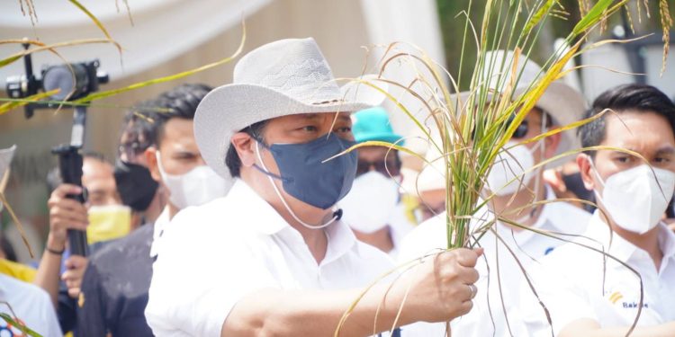 Menteri Koordinator Bidang Perekonomian Airlangga Hartarto menyaksikan langsung panen perdana Padi Gogo pada Proyek Penelitian Padi Gogo milik PT Huma Indah Mekar (HIM) di Kabupaten Tulang Bawang Barat, Provinsi Lampung, Sabtu (12/2/2022), (dok. https://www.ekon.go)