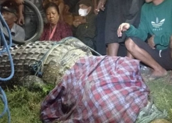 evakuasi buaya berkalung ban. (Foto: Suaralampung.id)