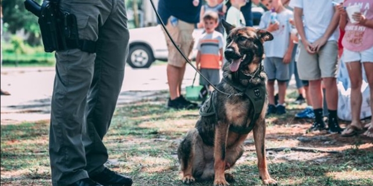 Ilustrasi anjing militer.[Unsplash/Jason Jarrach]