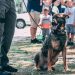 Ilustrasi anjing militer.[Unsplash/Jason Jarrach]