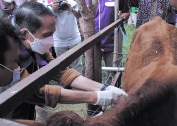 Bupati Gorontalo, Nelson Pomalingo saat menghadiri pelaksanaan vaksin antrax di kelurahan Hutuo yang diselenggarakan PDHI untuk merayakan HUT ke-69 Perhimpunan Dokter Hewan Indonesia (PDHI) oleh Dinas Perikanan dan Kesehatan Hewan Kabupaten Gorontalo, Sabtu (15/1/2022). (Foto: Istimewa)