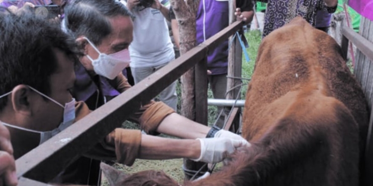 Bupati Gorontalo, Nelson Pomalingo saat menghadiri pelaksanaan vaksin antrax di kelurahan Hutuo yang diselenggarakan PDHI untuk merayakan HUT ke-69 Perhimpunan Dokter Hewan Indonesia (PDHI) oleh Dinas Perikanan dan Kesehatan Hewan Kabupaten Gorontalo, Sabtu (15/1/2022). (Foto: Istimewa)