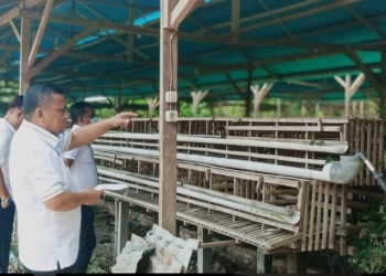 Wakil Bupati Gorontalo, Hendra S Hemeto saat melakukan pengecekan lokasi kandang ayam milik beberapa warga di Kabupaten Gorontalo bersama Dinas Peternakan dan Kesehatan Hewan Kabupaten Gorontalo, Rabu (23/2/2022). (Istimewa)