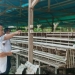Wakil Bupati Gorontalo, Hendra S Hemeto saat melakukan pengecekan lokasi kandang ayam milik beberapa warga di Kabupaten Gorontalo bersama Dinas Peternakan dan Kesehatan Hewan Kabupaten Gorontalo, Rabu (23/2/2022). (Istimewa)