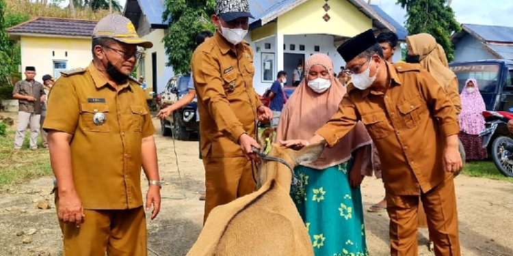 Serahkan Bantuan Sapi 12 Ekor, Thariq: Bantuan ini Dimanfaatkan Sesuai Peruntukan