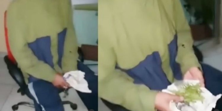 Pengedar ganja menjadi korban penipuan bandar yang malah memberinya daun tanaman hias, sehingga ia melaporkannya ke polisi. (suara.com)