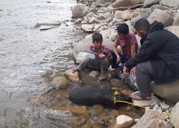 Kondisi babi hutan yang menyerang warga usai diamankan oleh warga Desa Poduoma, Kecamatan Suwawa Timur, Bone Bolango, Senin (18/4/20220.