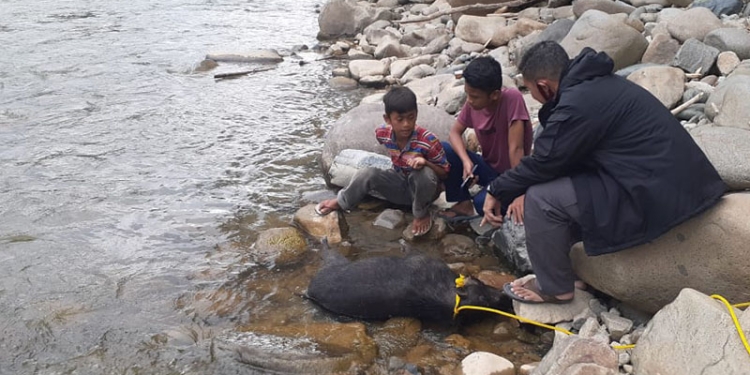 Kondisi babi hutan yang menyerang warga usai diamankan oleh warga Desa Poduoma, Kecamatan Suwawa Timur, Bone Bolango, Senin (18/4/20220.