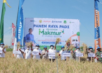Program Makmur PKT Tingkatkan Hasil Padi Sidrap hingga 8,5 Ton per Hektare. (Istimewa)