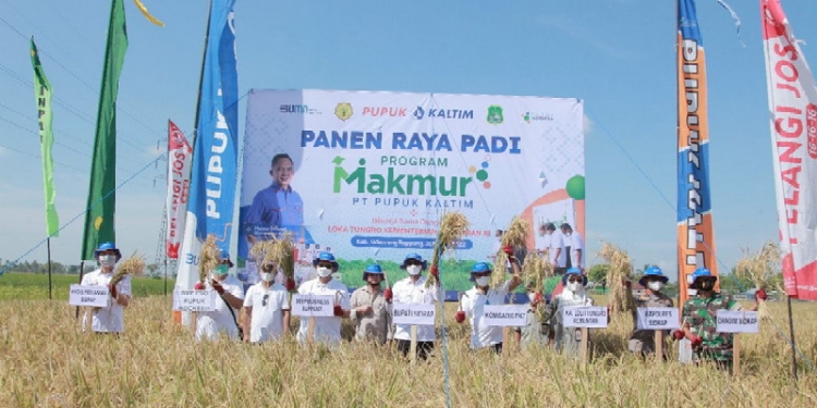 Program Makmur PKT Tingkatkan Hasil Padi Sidrap hingga 8,5 Ton per Hektare. (Istimewa)