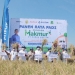 Program Makmur PKT Tingkatkan Hasil Padi Sidrap hingga 8,5 Ton per Hektare. (Istimewa)
