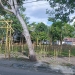 Persiapan tumbilotohe di wilayah Kota Gorontalo, Selasa (26/4/2022). (farun/gopos)