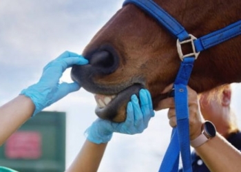 Ilustrasi Kuda (suarabekaci.id)