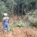 Kawasan hutan PT IGL di Desa Kelapa Lima, Kecamatan Popayato Timur, Pohuwato. (istimewa)
