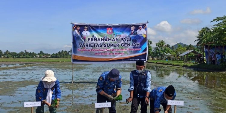 Dukungan Pemkab Bone Bolango Untuk Program Tiga Kali Musim Tanam Pertanian