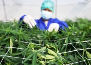 MUI Segera Siapkan Fatwa Ganja untuk Medis