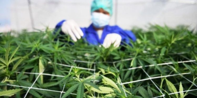 Tanaman ganja. (Suara.com)