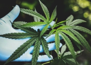 Ilustrasi Ganja (Pexels.com/Aphiwat chuangchoem/Suara.com)