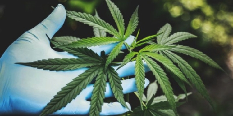 Ilustrasi Ganja (Pexels.com/Aphiwat chuangchoem/Suara.com)