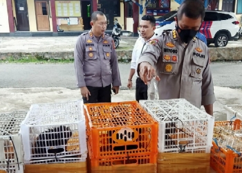 Kepolisian Resor Boalemo berhasil mengamankan Dua pelaku penyeludupan Puluhan Satwa yang dilindungi, pada Selasa (30/05/2022).