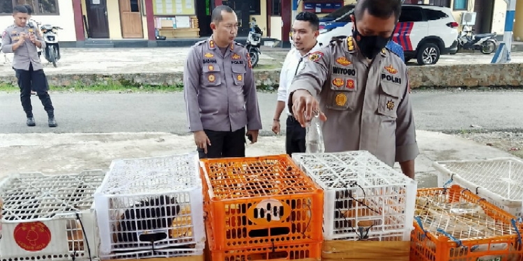 Kepolisian Resor Boalemo berhasil mengamankan Dua pelaku penyeludupan Puluhan Satwa yang dilindungi, pada Selasa (30/05/2022).