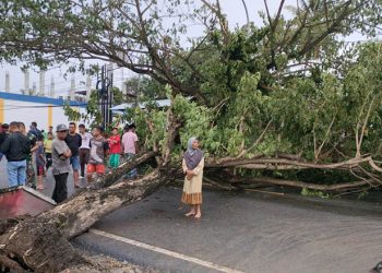 Kondisi pohon tumbang di Desa Pentadio, Kecamatan Telaga, Kabupaten Gorontalo, yang menutupi badan jalan   raya Limboto-Kota Gorontalo. (Putra/gopos. Foto diambil pada Senin (13/6/2022, pukul 17.00 wita)