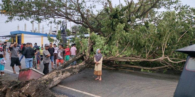 Kondisi pohon tumbang di Desa Pentadio, Kecamatan Telaga, Kabupaten Gorontalo, yang menutupi badan jalan   raya Limboto-Kota Gorontalo. (Putra/gopos. Foto diambil pada Senin (13/6/2022, pukul 17.00 wita)