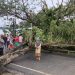 Kondisi pohon tumbang di Desa Pentadio, Kecamatan Telaga, Kabupaten Gorontalo, yang menutupi badan jalan raya Limboto-Kota Gorontalo. (Putra/gopos. Foto diambil pada Senin (13/6/2022, pukul 17.00 wita)