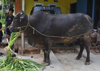 Sapi Jenis Brangus milik warga Kelurahan Siduan, Kecamatan Paguat, Kabupaten Pohuwato, terpilih sebagai hewan kurban Presiden, Joko Widodo, di Gorontalo.(istimewa)