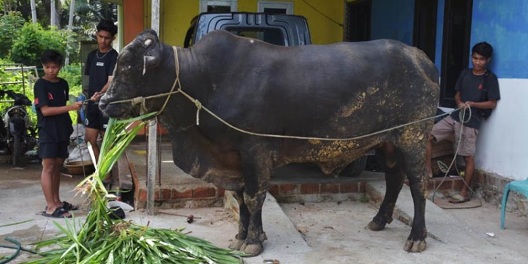 Sapi Jenis Brangus milik warga Kelurahan Siduan, Kecamatan Paguat, Kabupaten Pohuwato, terpilih sebagai hewan kurban Presiden, Joko Widodo, di Gorontalo.(istimewa)