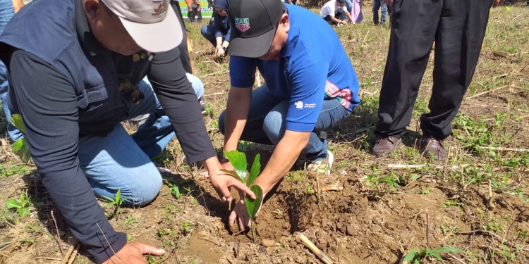 Hamim Bersama OPD Tanam 5.000 Pohon Aren di Kecamatan Bulango Ulu