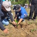 Hamim Bersama OPD Tanam 5.000 Pohon Aren di Kecamatan Bulango Ulu